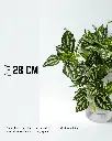 11.webp