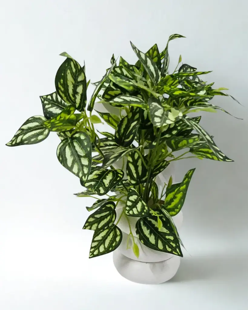 Evergreen Ivy