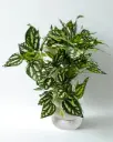 Evergreen Ivy