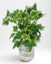 Lush Ivy