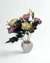 Blush Cream Ranunculus