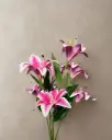 Pink lily
