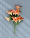 Sunset lily