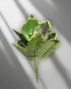 Banana Ivy