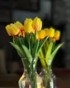 Sun Tulip