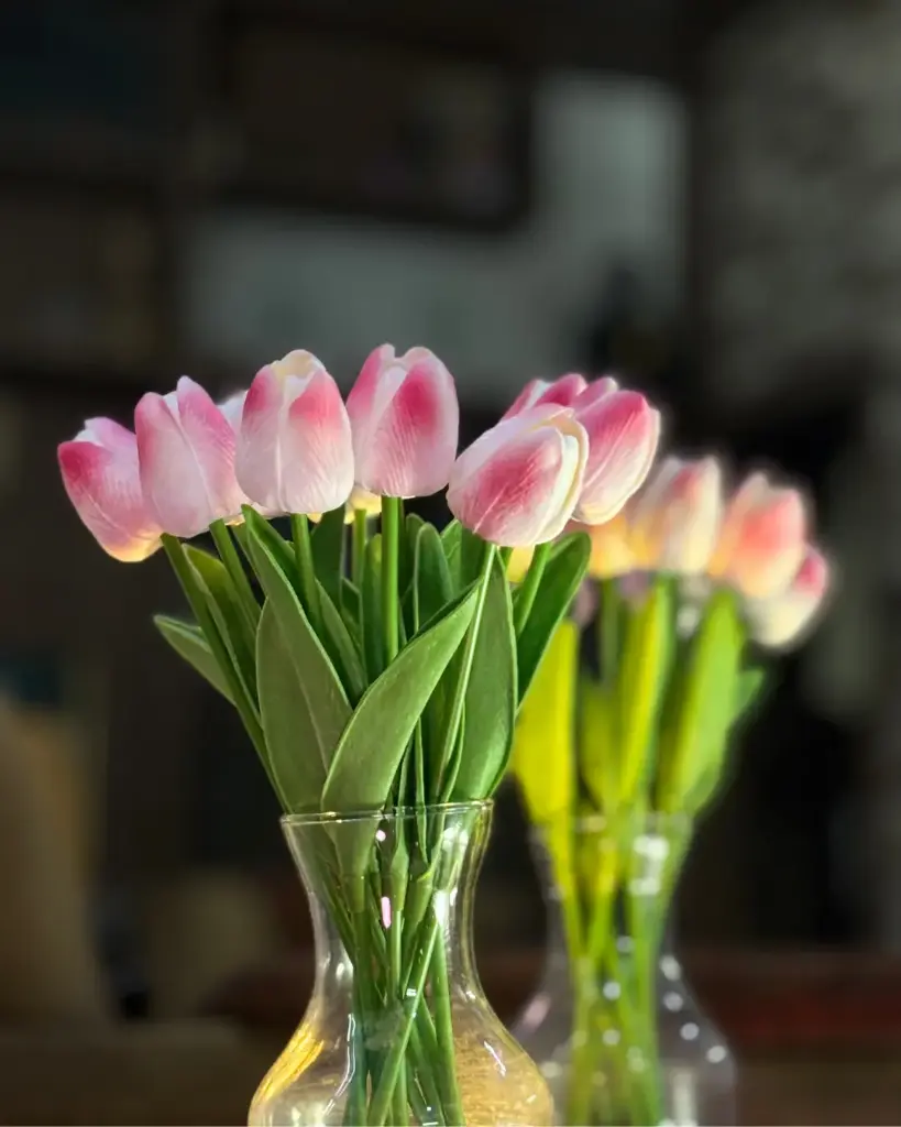 Blush Tulip