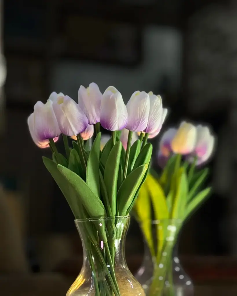 Lavender Tulip 
