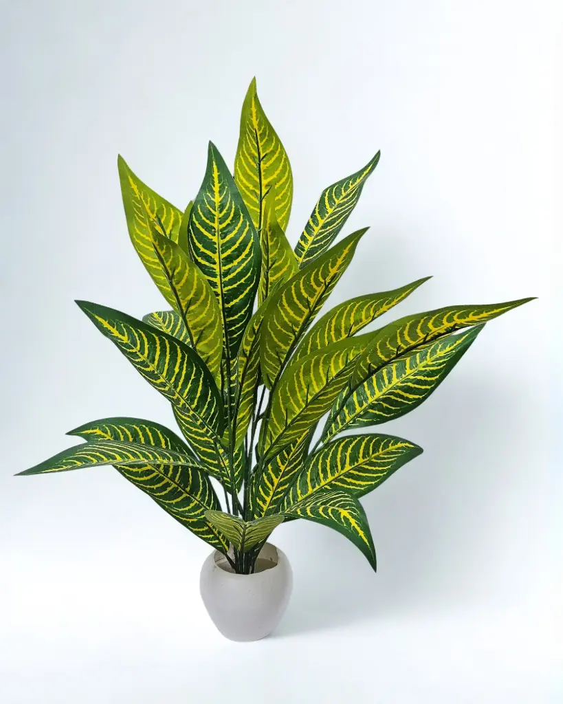 Sunstripe Harmony Plant
