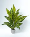 Sunstripe Harmony Plant