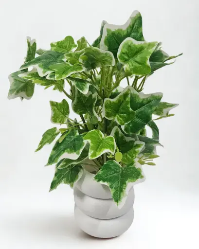 Lush Ivy