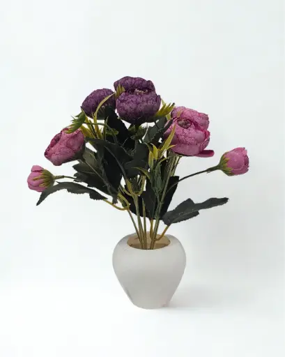 Velvet Ranunculus