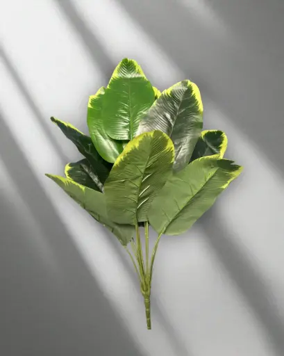 Banana Ivy