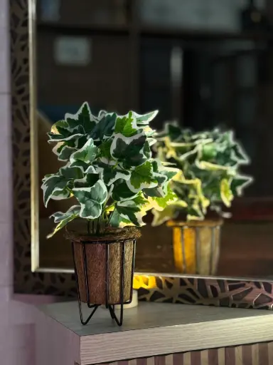Emerald Frost Ivy (w/o vase)