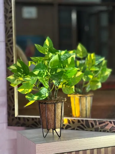 Sunlit Green Ivy (w/o vase)