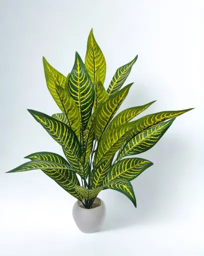 Sunstripe Harmony Plant
